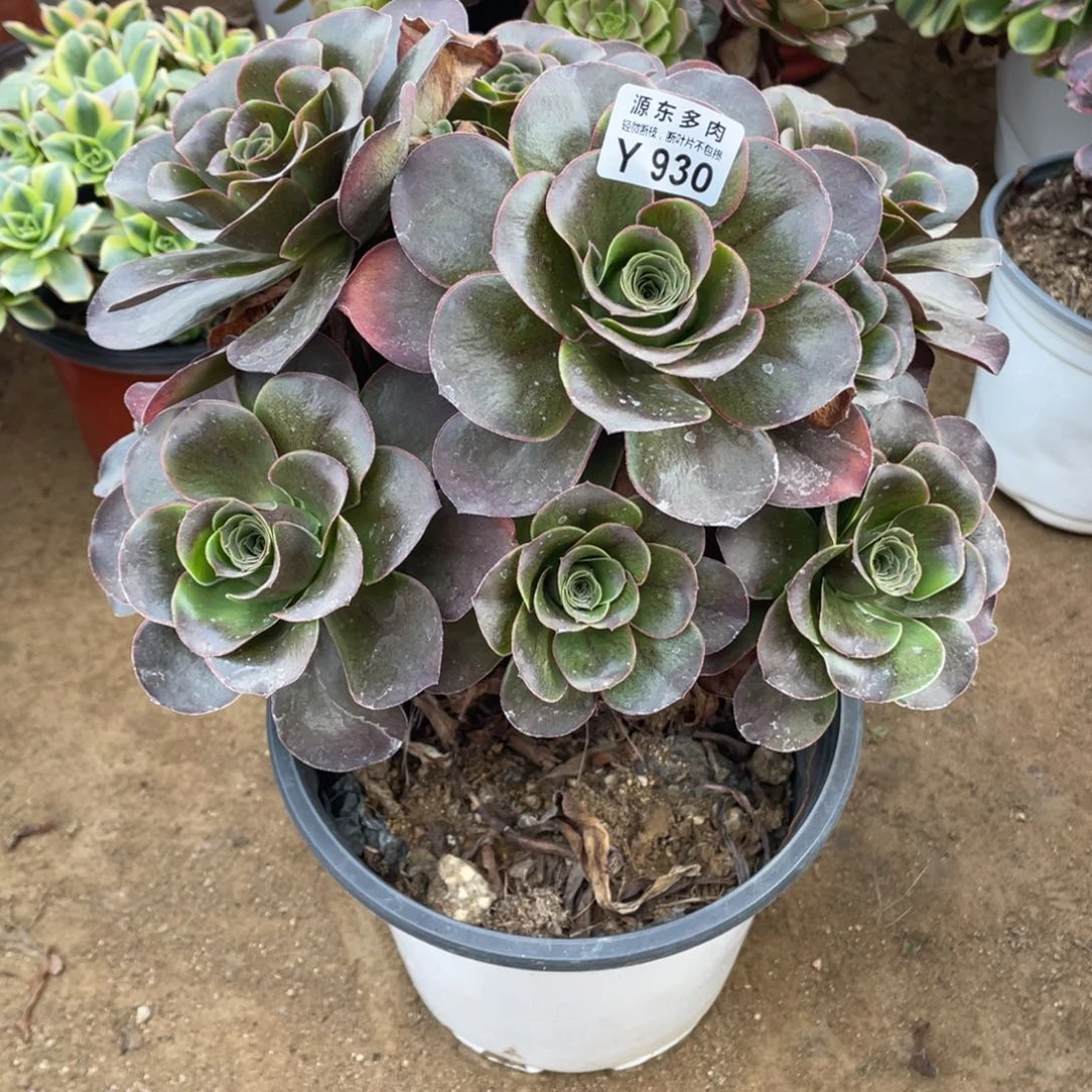 930魅金玫瑰多肉法师断枝不包