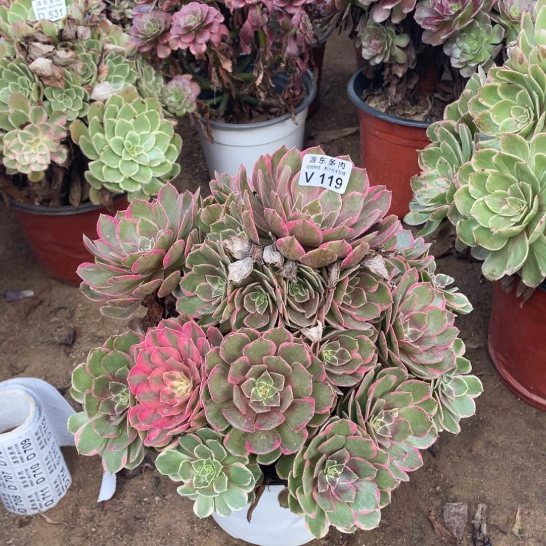 119粉花妖多肉法师断枝不包