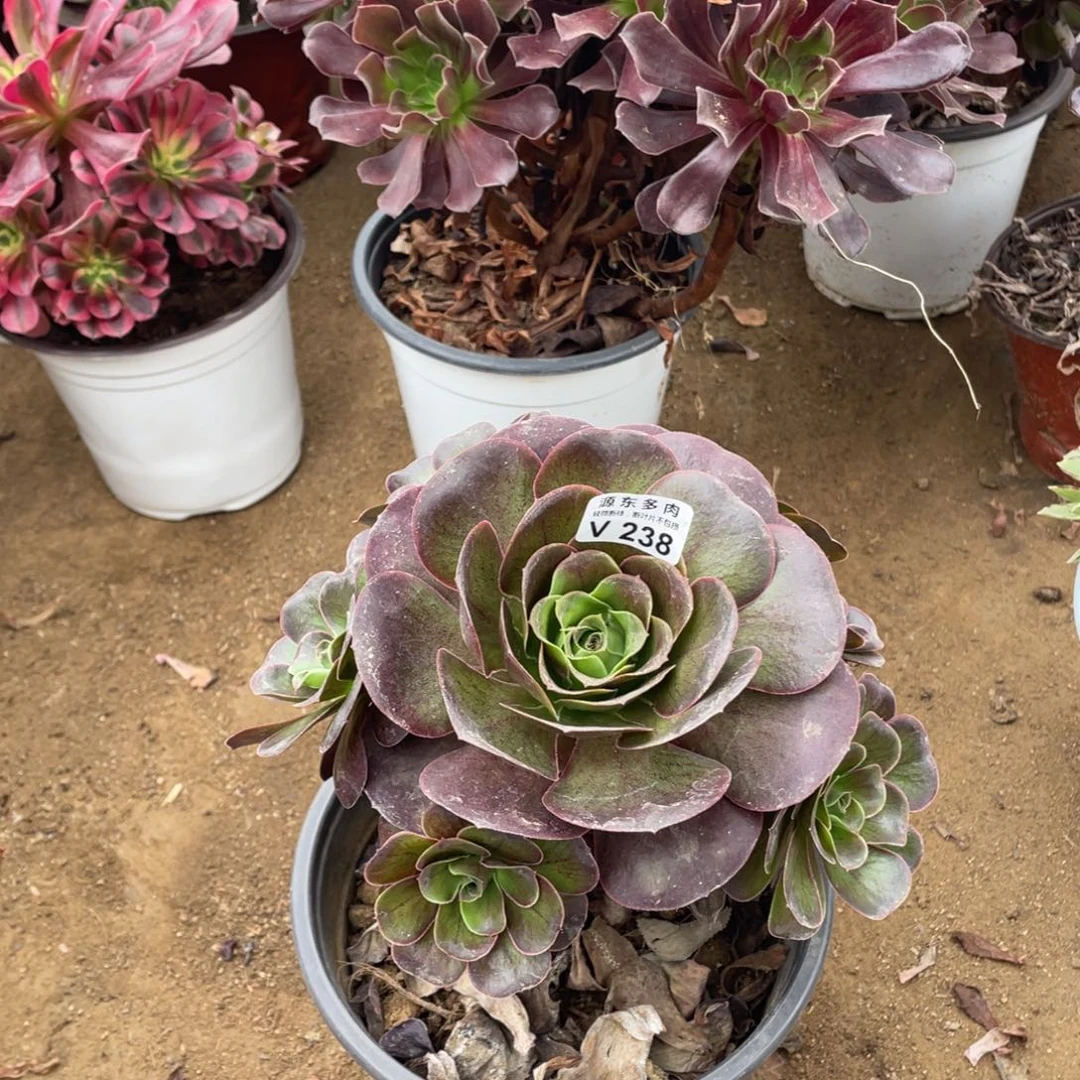 238魅金多肉法师断枝不包