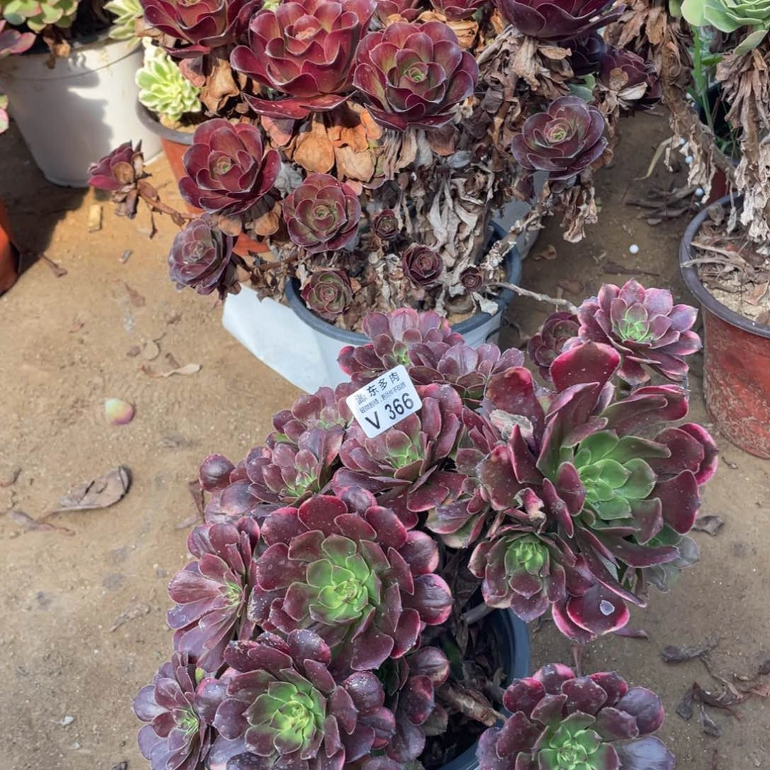 366烟花多肉法师断枝不包