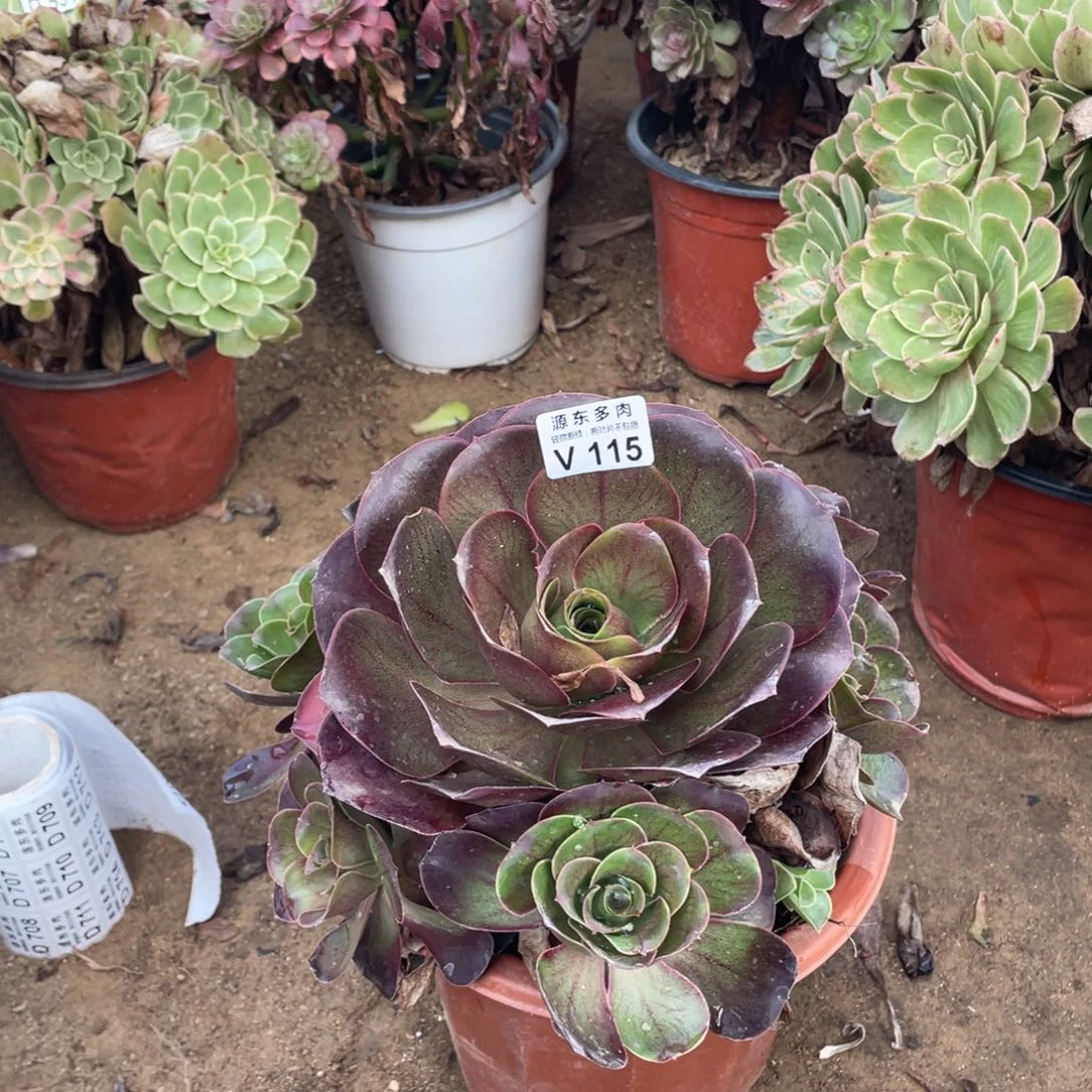 115魅金多肉法师断枝不包