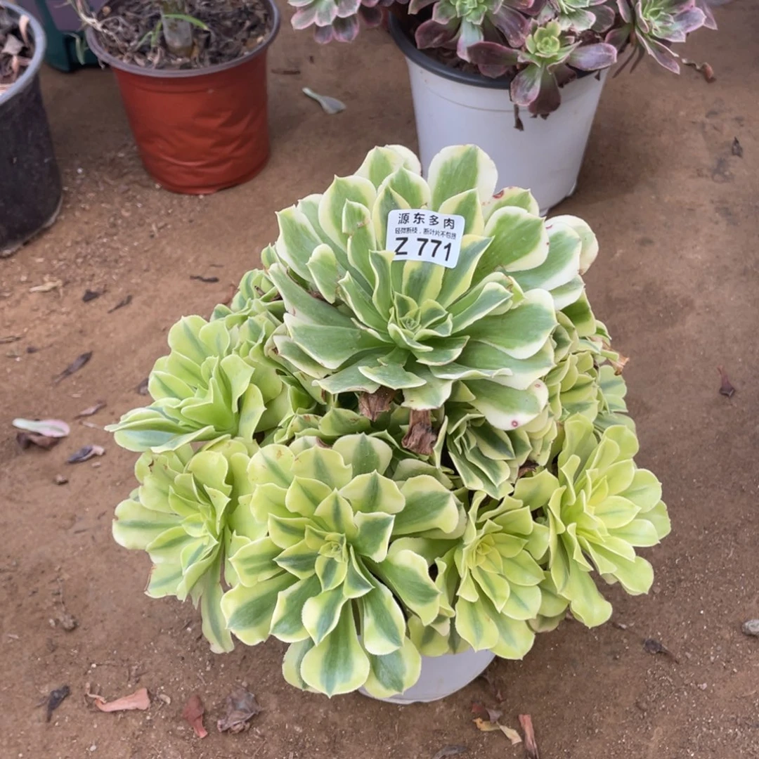 771绿豆多肉法师断枝不包