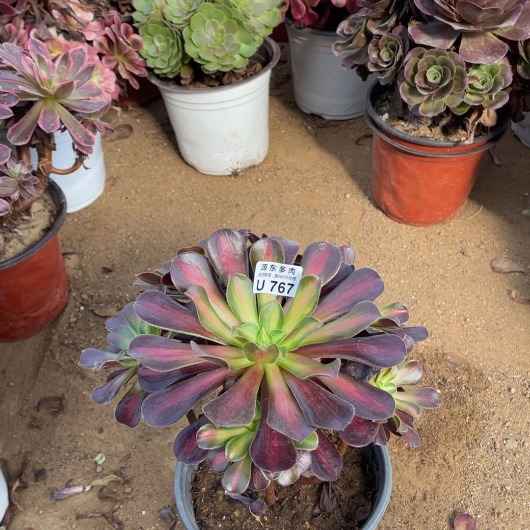 767花娜多肉法师断枝不包