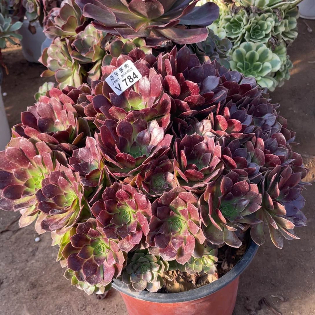 784黑美人多肉法师断枝不包