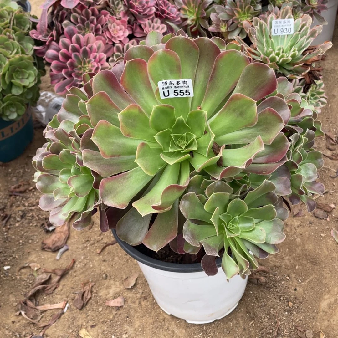 555欧若拉多肉法师断枝不包