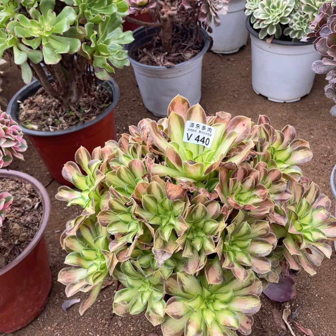 440韶华多肉法师断枝不包