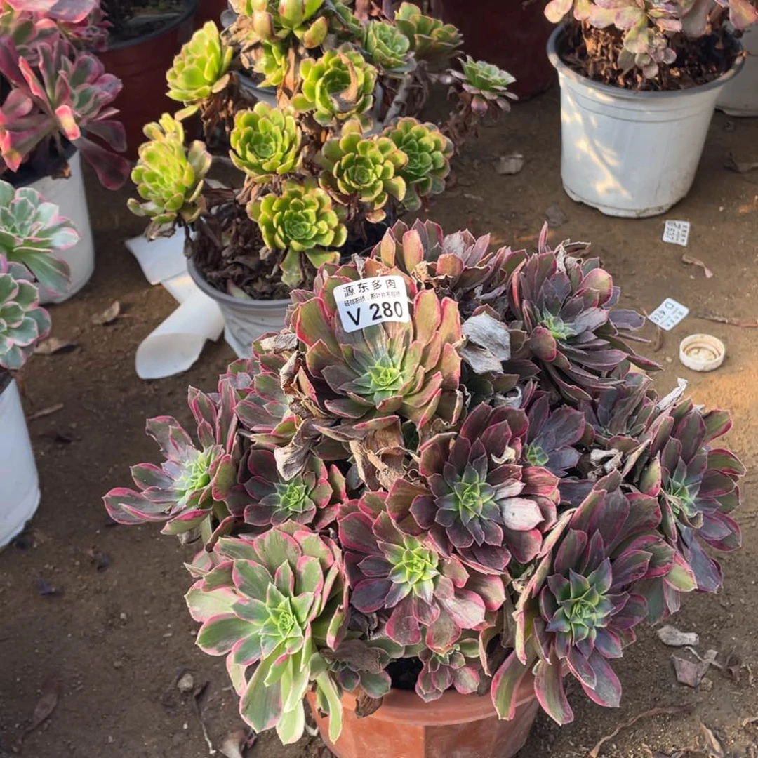 280安娜多肉法师断枝不包