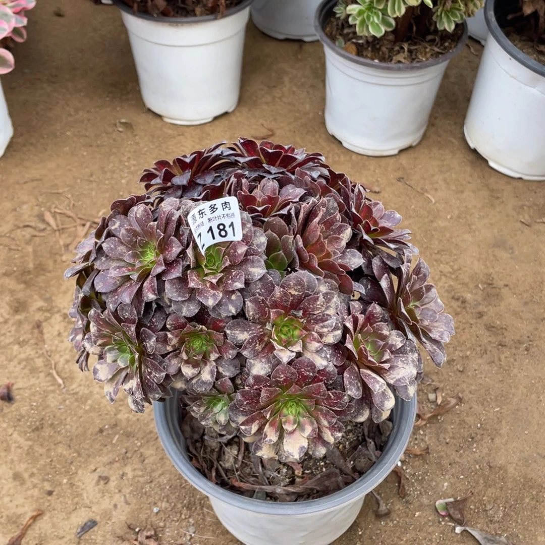 181铜壶多肉法师断枝不包