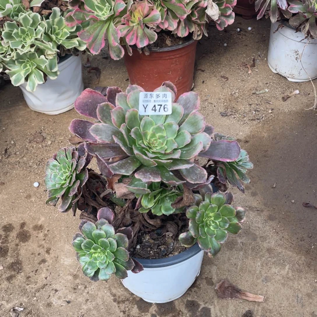 476月蝉多肉法师断枝不包