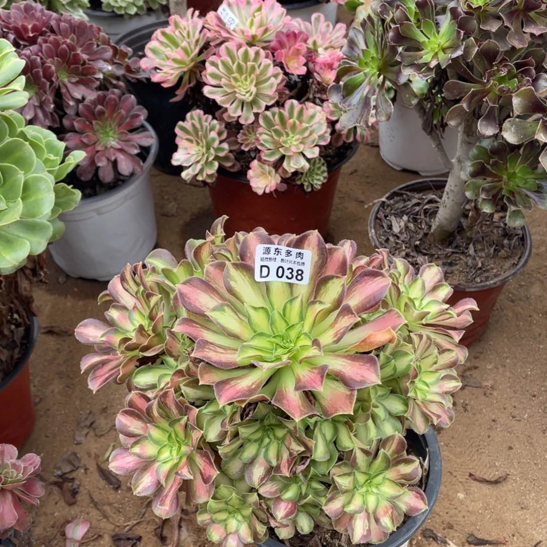 038韶华多肉法师断枝不包