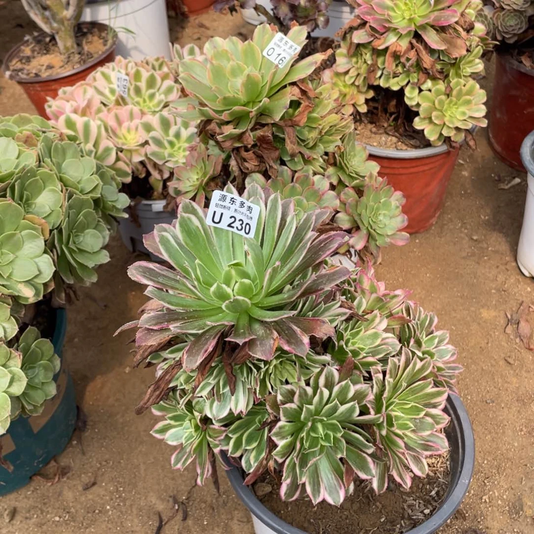 230天和多肉法师断枝不包