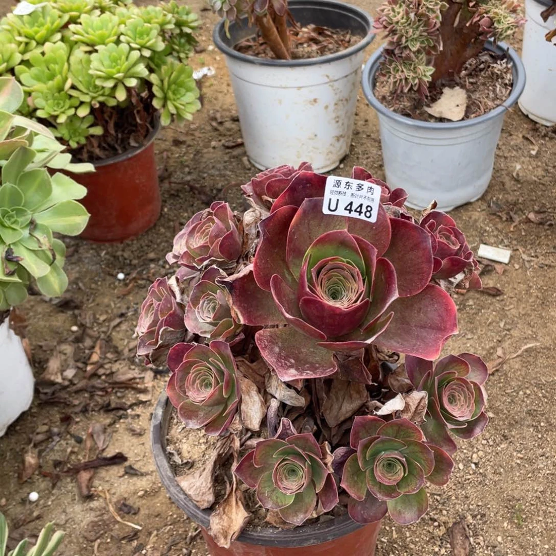 448魅金玫瑰多肉法师断枝不包