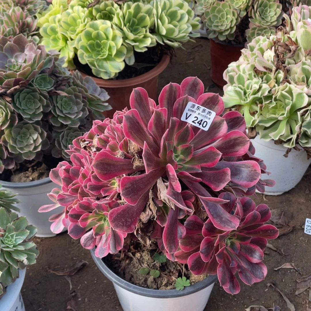 240美杜莎多肉法师断枝不包