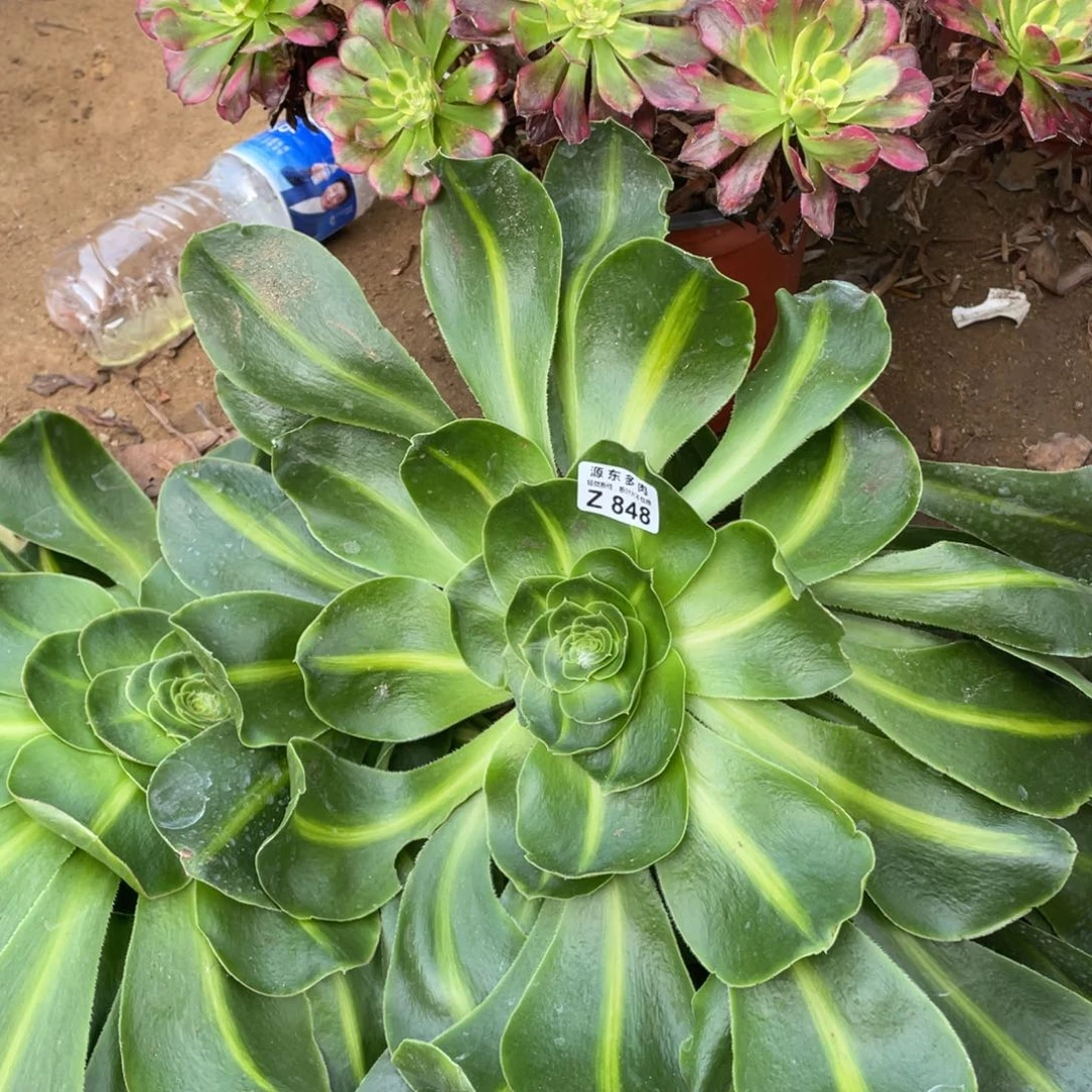 848暴君砍头多肉法师断枝不包量