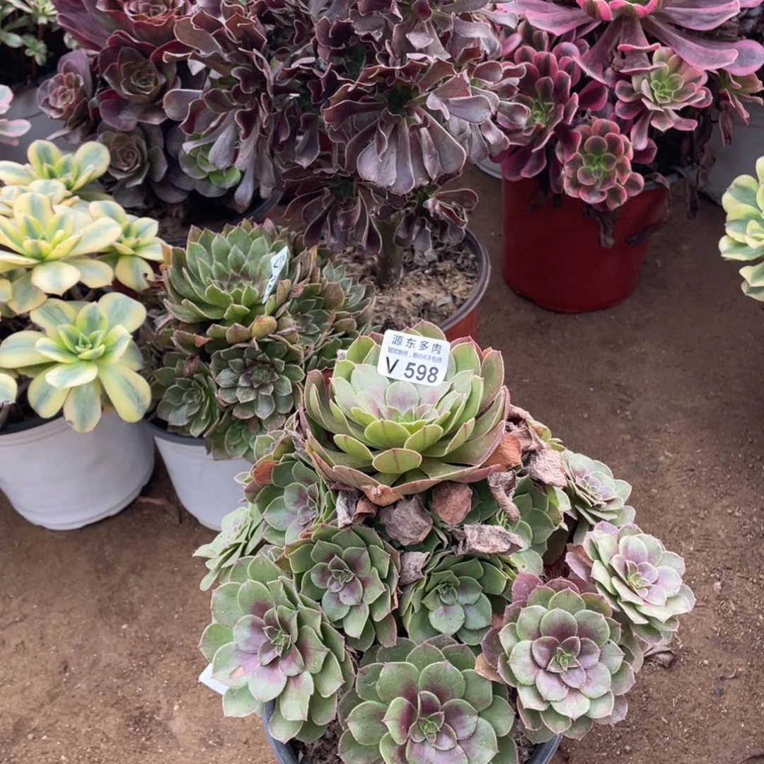 598红心多肉法师断枝不包