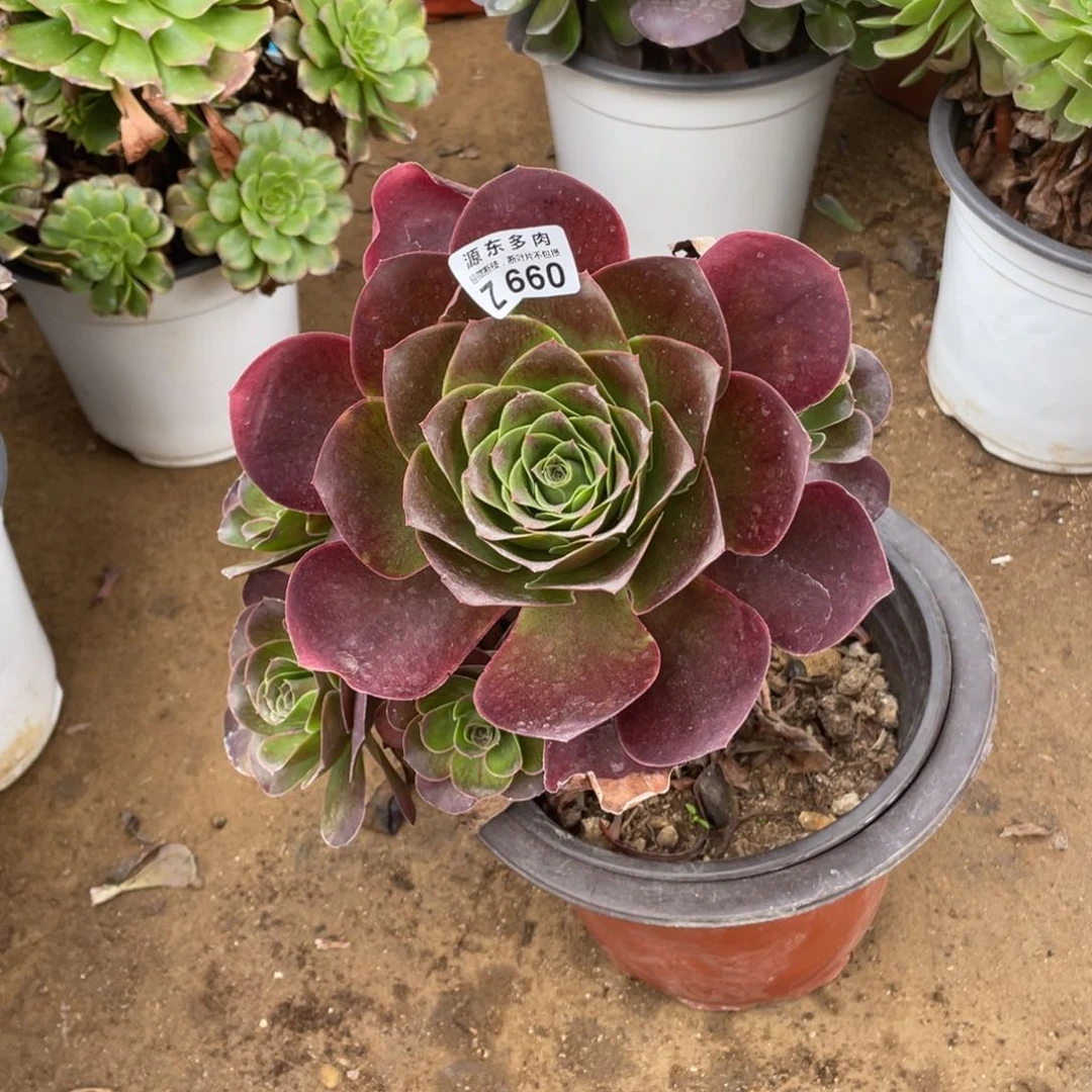 660魅金玫瑰多肉法师断枝不包