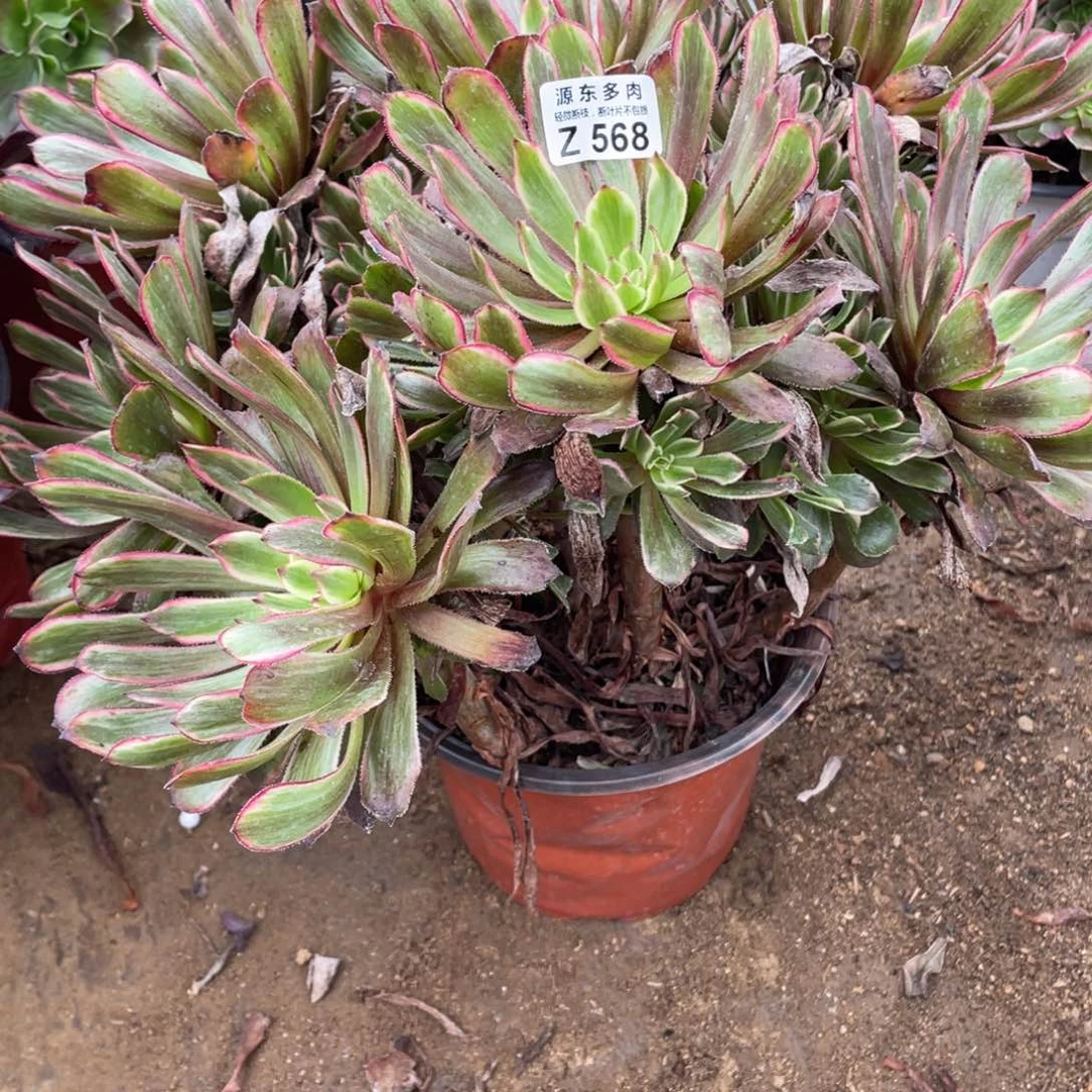 568紫霞多肉法师断枝不包