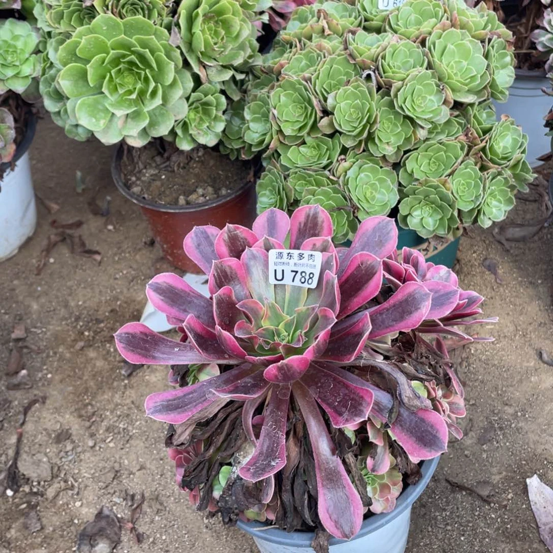 788美杜莎多肉法师断枝不包