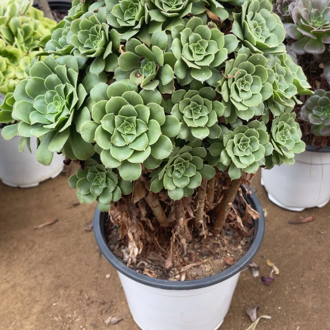 762绿杨蓉多肉法师断枝不包