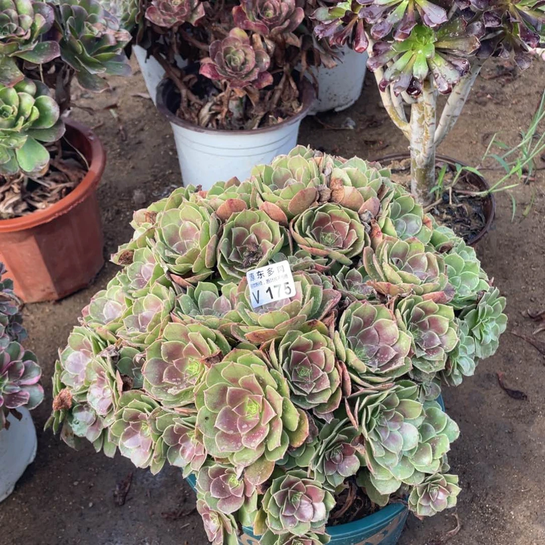 175红心多肉法师断枝不包