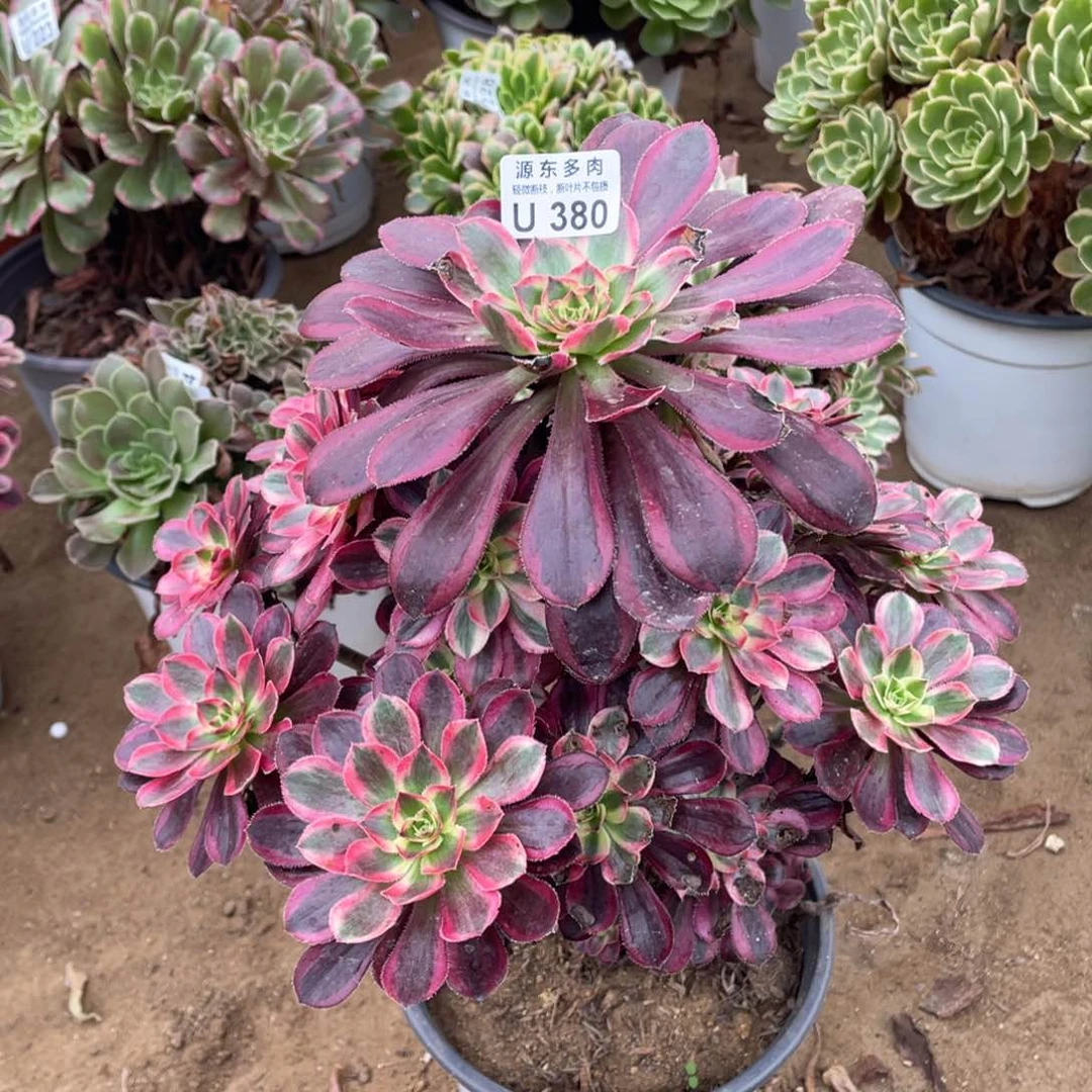 380香奈儿多肉法师断枝不包