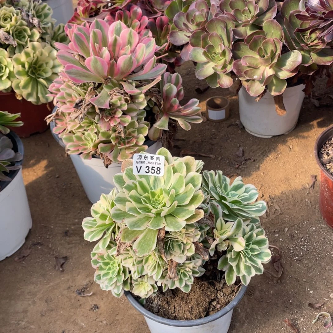 358迈巴赫多肉法师断枝不包