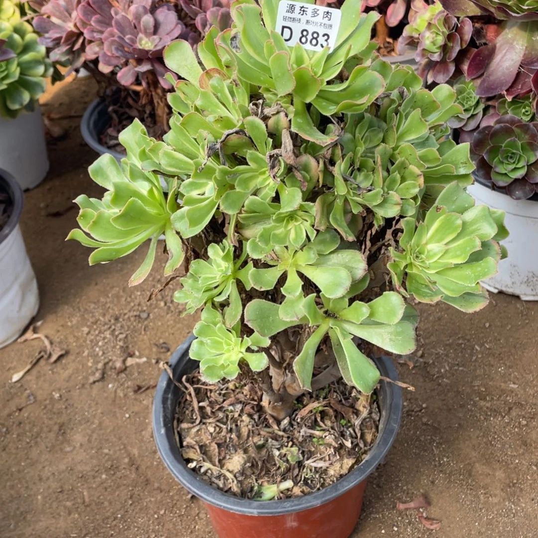 883炎日伞多肉法师断枝不包