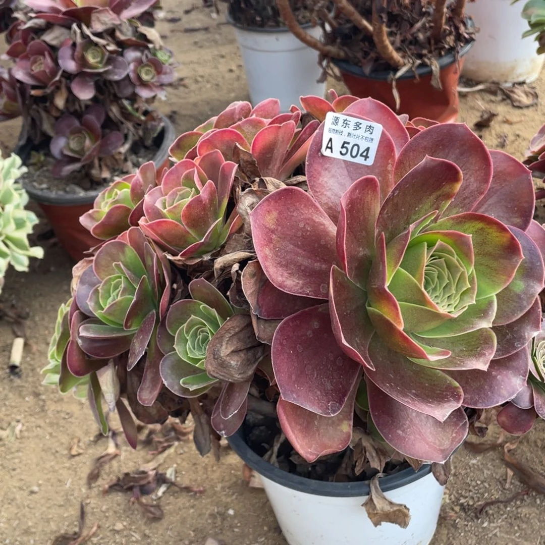 504魅金玫瑰多肉法师断枝不包