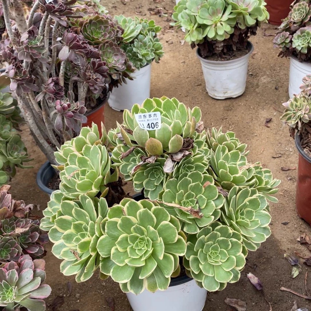 406粉花妖多肉法师断枝不包