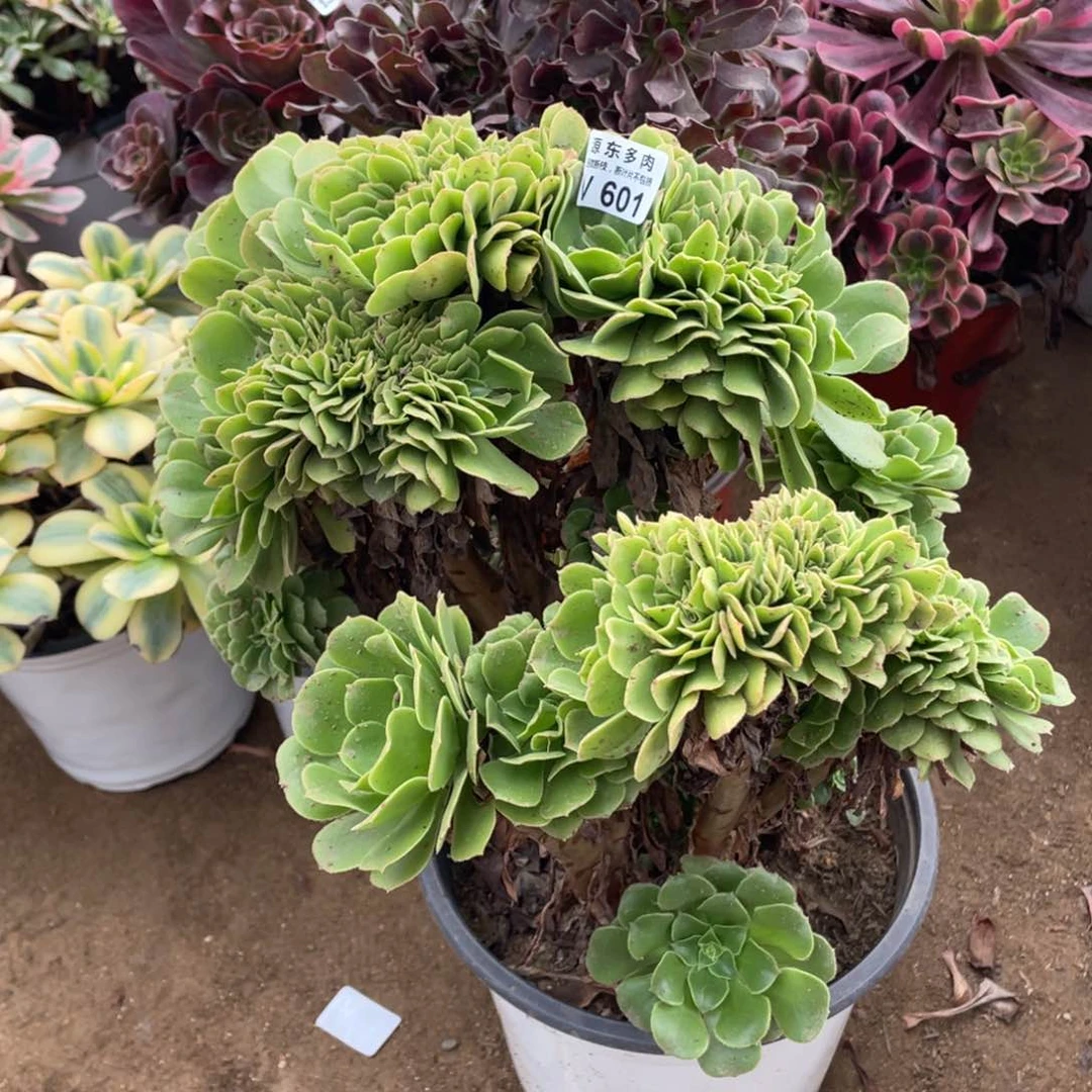 601绿杨蓉缀多肉法师断枝不包