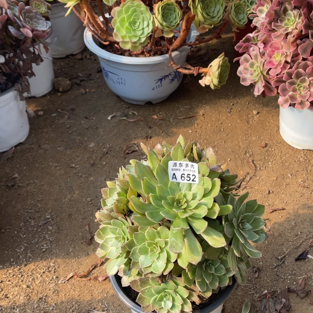 652半夏多肉法师断枝不包