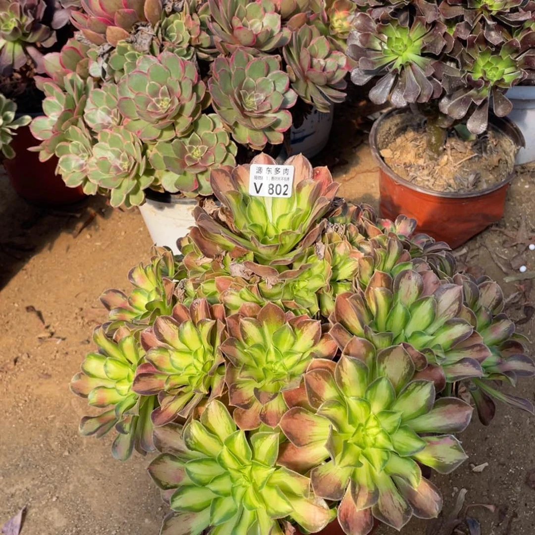 802韶华多肉法师断枝不包