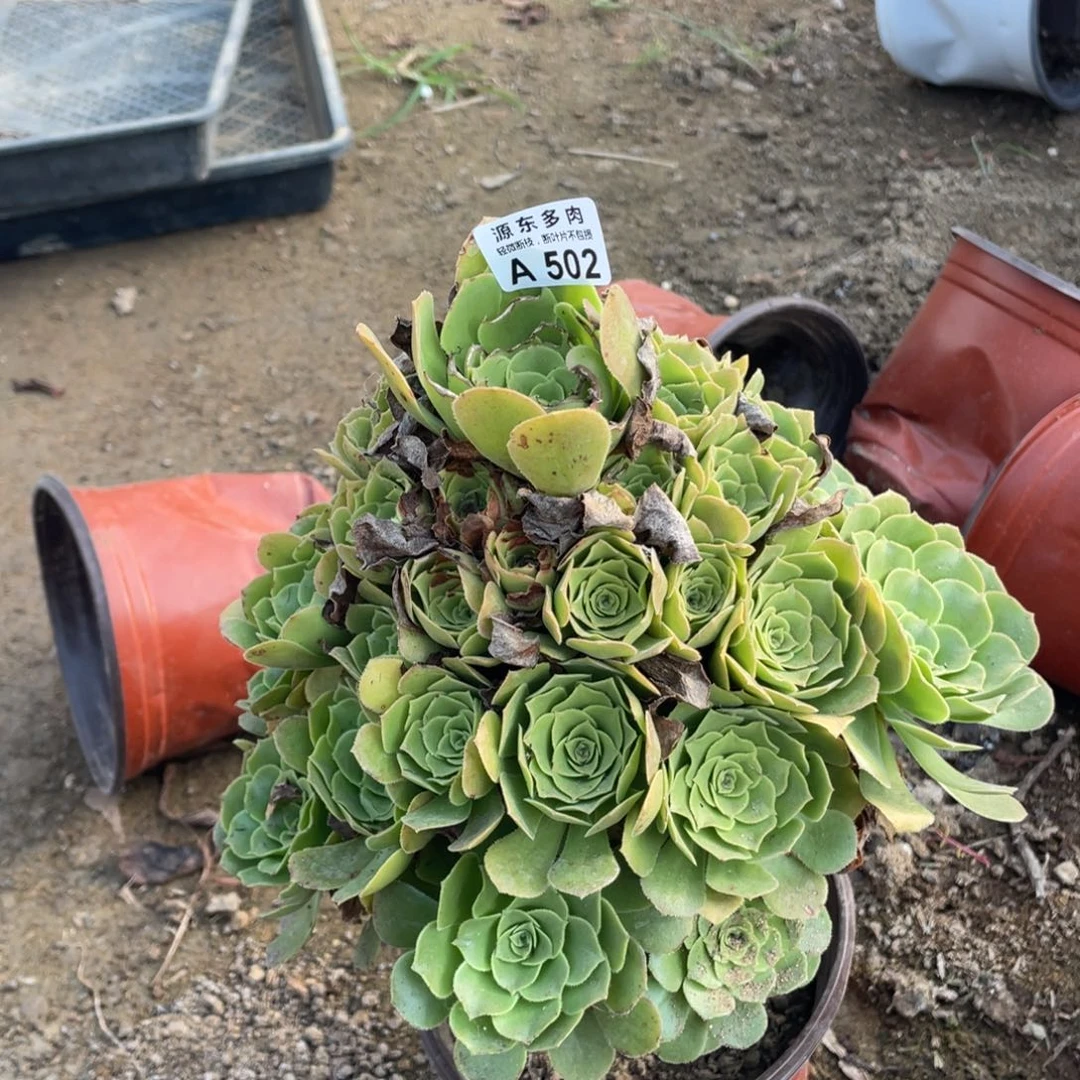 502绿杨蓉多肉法师断枝不包量瑕疵