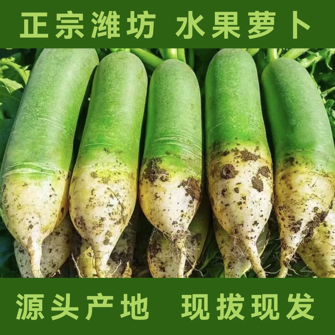 山东2024潍坊水果萝卜潍县沙窝萝卜脆甜微辣多汁现拔现发