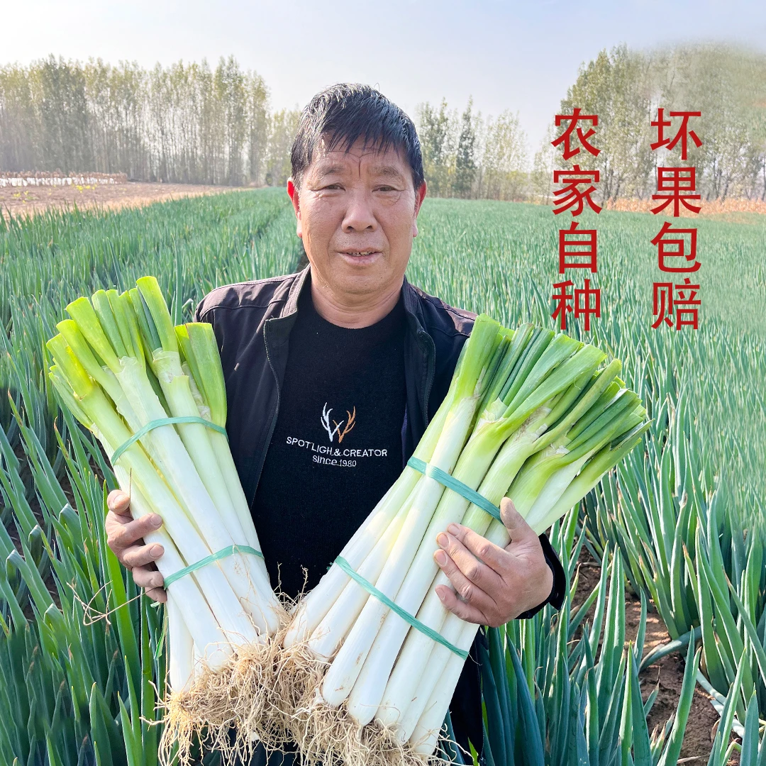山东大葱2024新鲜现挖铁杆大葱 去皮带四指葱叶子 源头产区直发