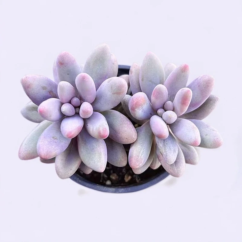 【橙色恋人】2盆 带盆土发 两单包邮  燕子多肉