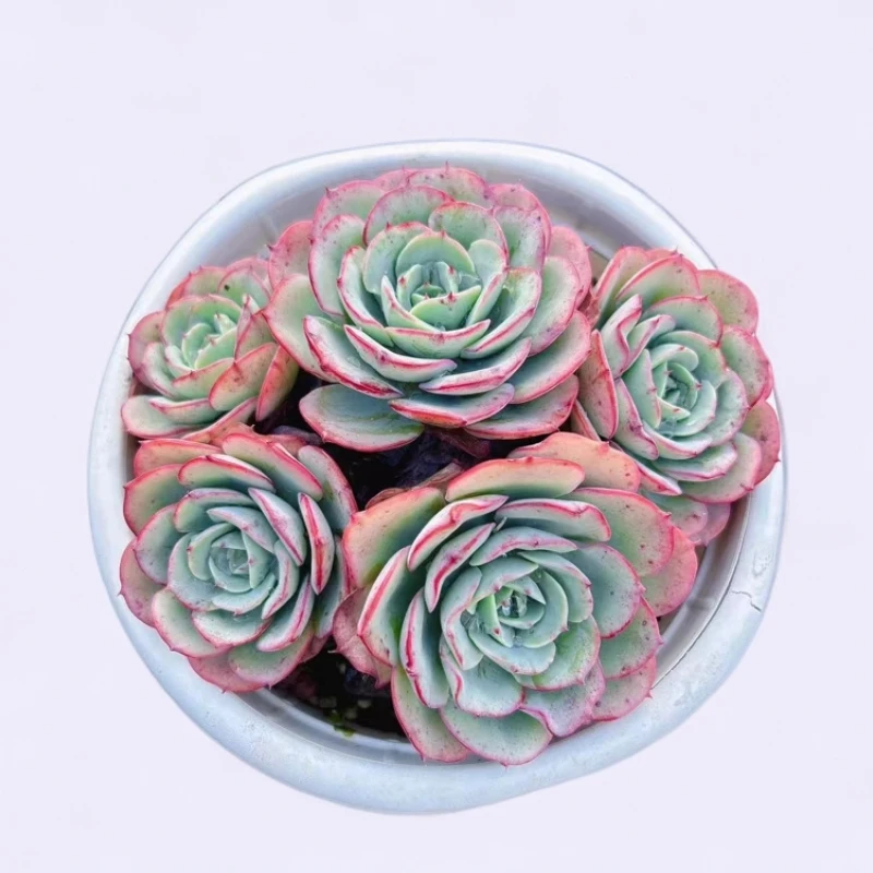 【奶油黄桃】 带盆土 稀有贵货 满15包邮  燕子多肉