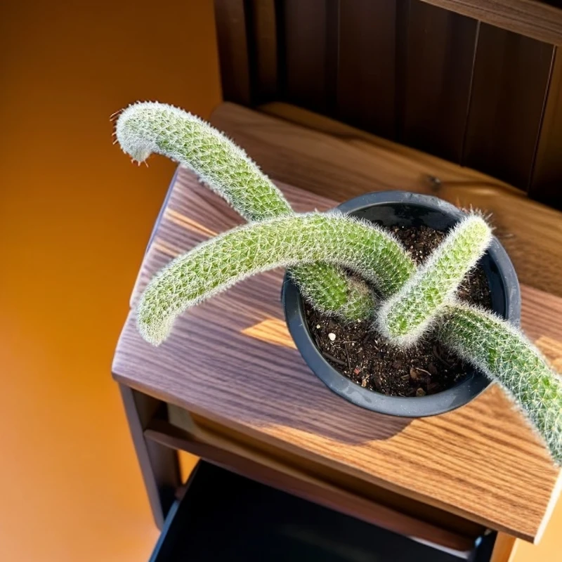 【九尾狐】好养易活 懒人必备 燕子多肉