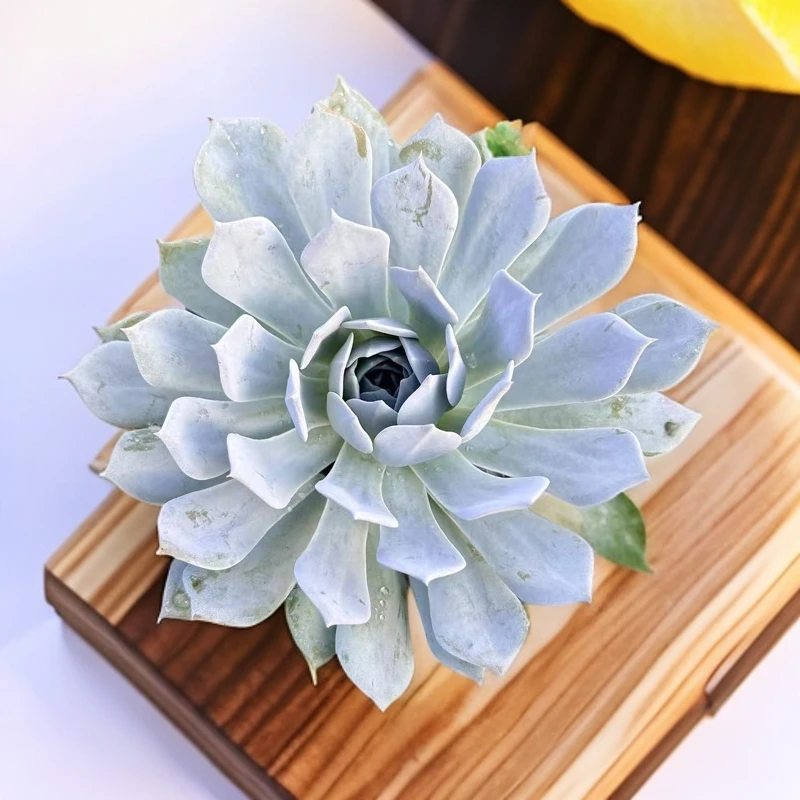 【薄叶蓝鸟】带盆土 新手好养 两单包邮 燕子多肉