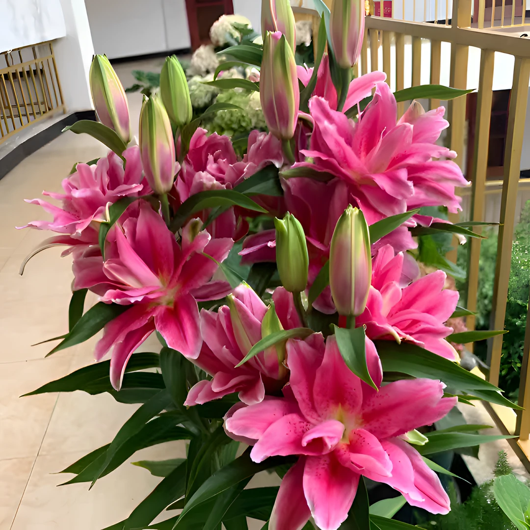 进口香水百合种球浓香大花耐寒耐热多年生盆栽地栽南北盆栽绿植花