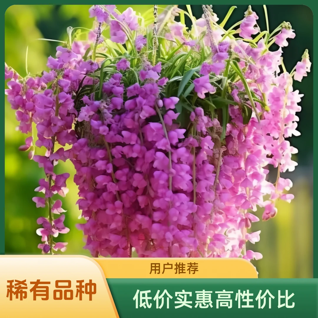 铃兰花带根浓香型垂吊盆栽耐寒室内办红新手好养公室绿植基地发货