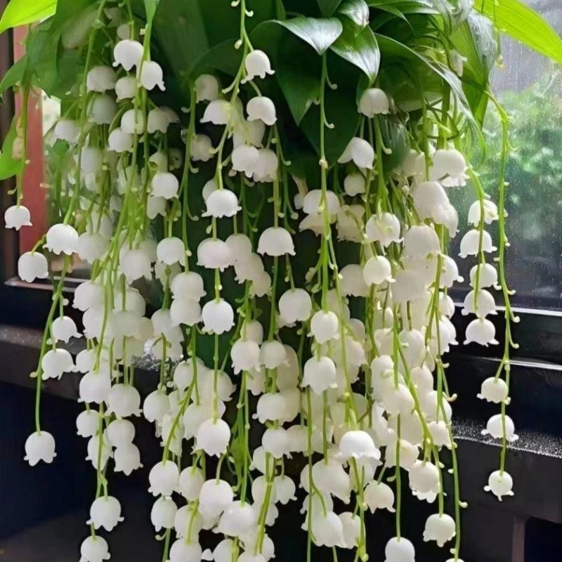 进口铃兰花苗盆栽带根带芽四季开花花卉植物室内外花耐寒耐冻盆栽