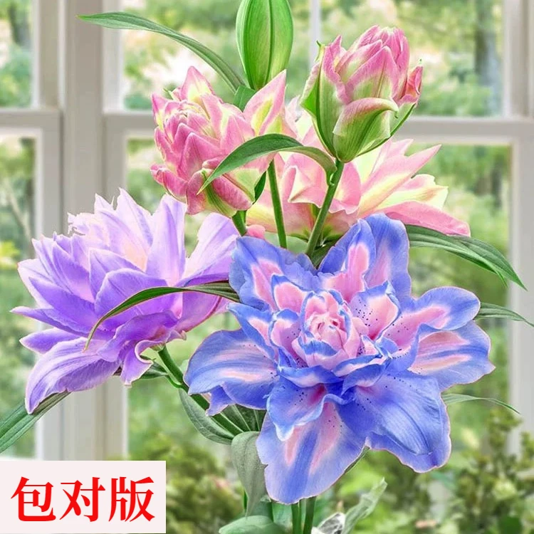 五色进口重瓣香水百合花种球带芽四季开花室内外盆栽鲜花浓香花卉
