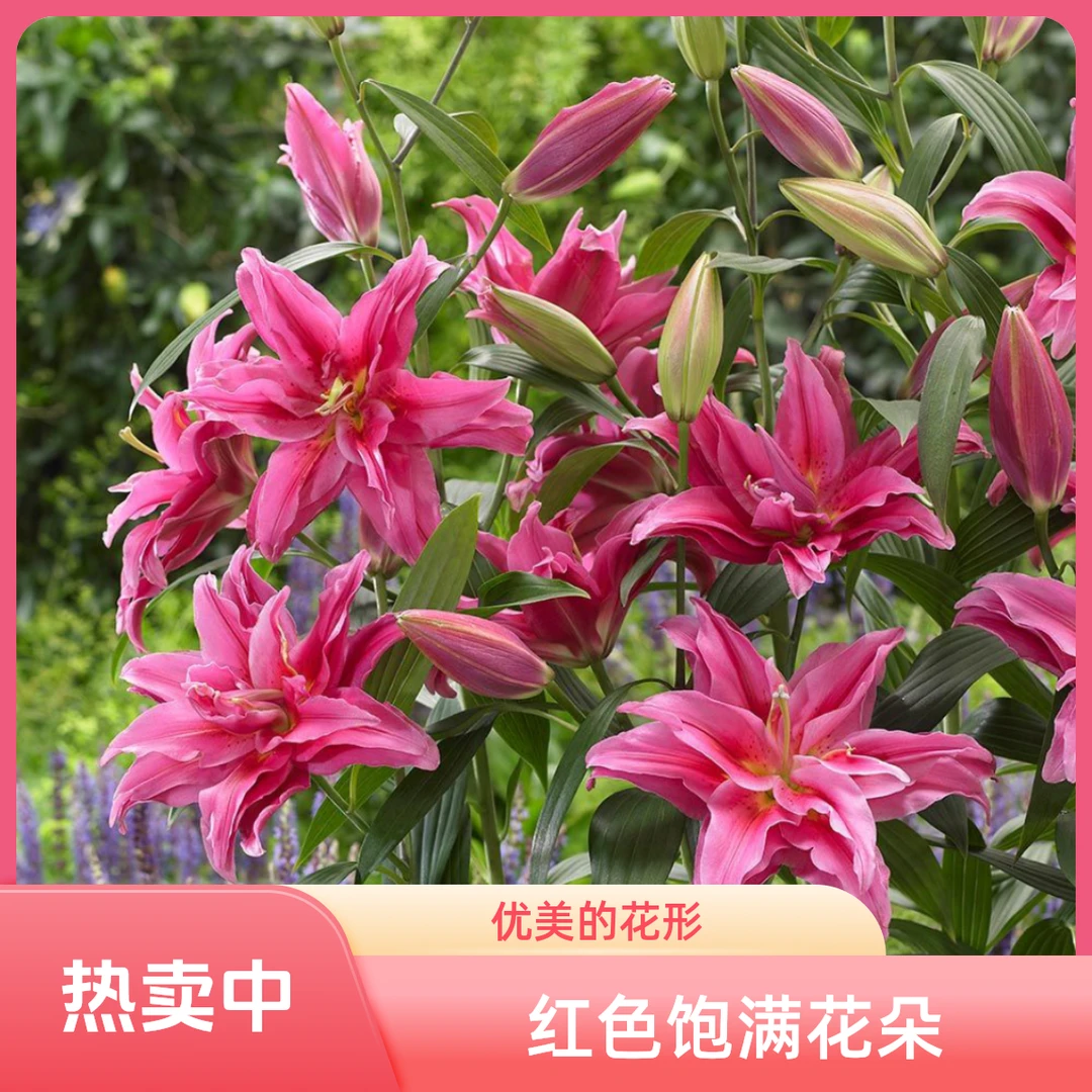 种球爱莎百合花绿植土培盆栽花苗香水室内外花卉浓香庭院重瓣带芽