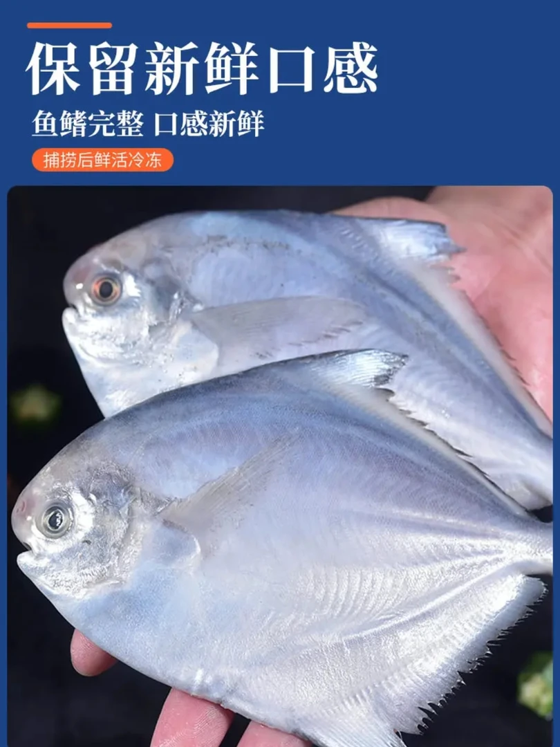 Q扇贝柱+银鲳鱼5斤到手25条野生海捕平鱼白鲳鱼