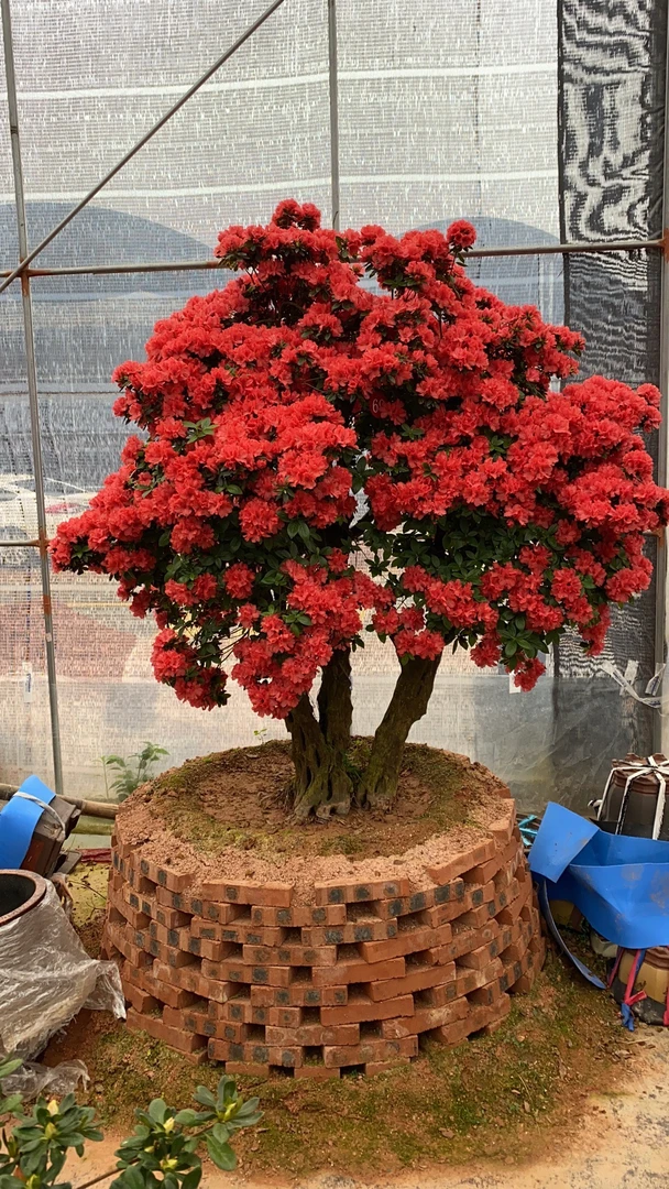 （一物一拍）含羞草杜鹃花石楠花耐寒耐热地栽盆栽高山紫薇树