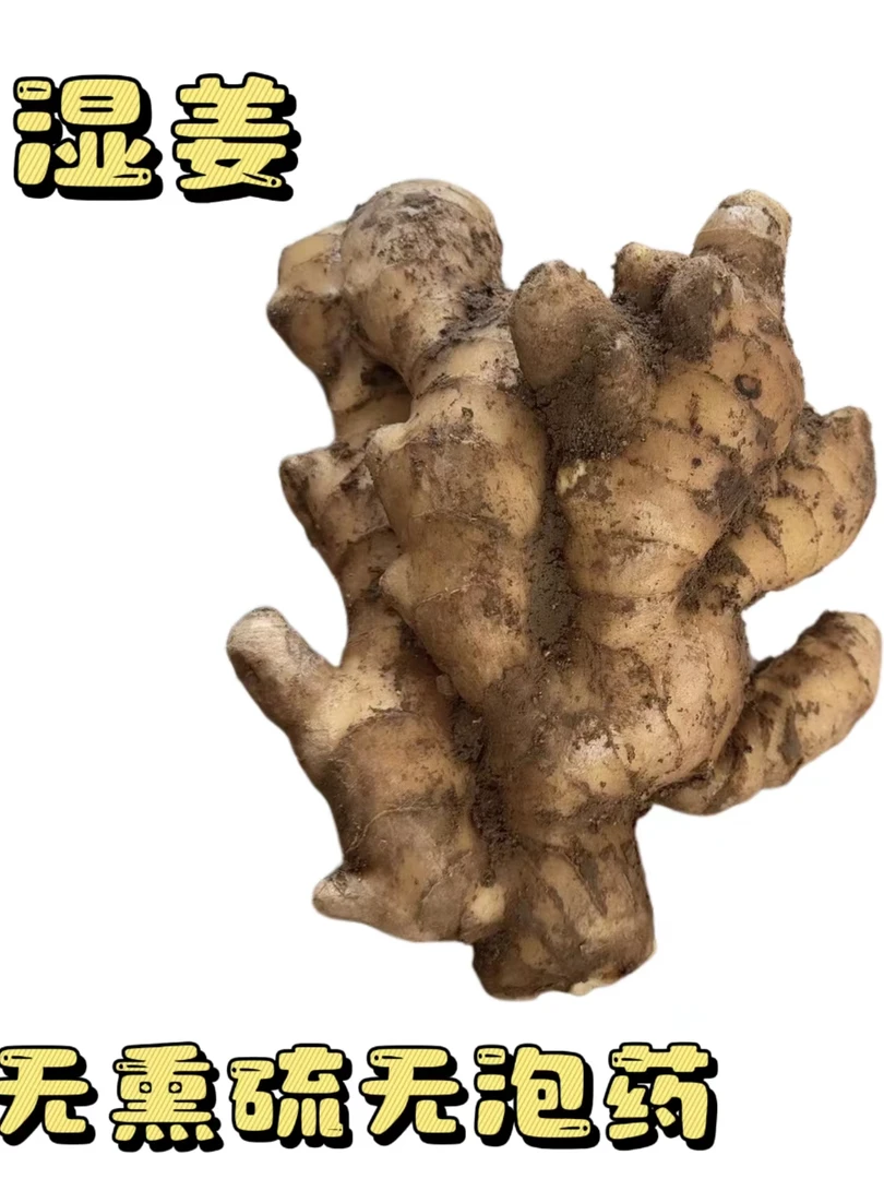 【出口品质泥姜湿姜】新鲜带泥正宗山东窖藏大姜现挖现发自家种植