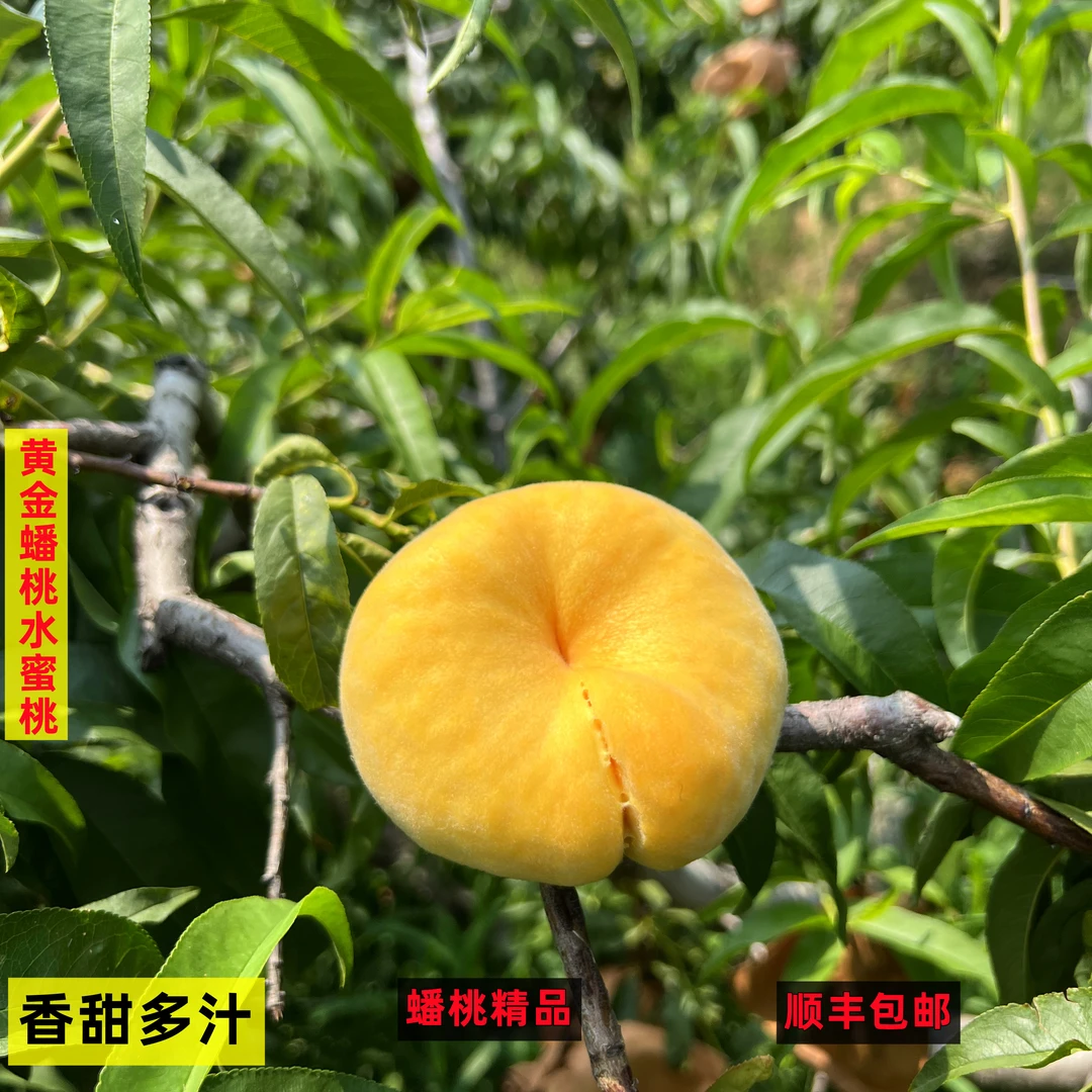 蒙阴桃子水蜜桃黄金蟠桃扁桃毛蟠桃香脆甜多汁4.5斤包邮