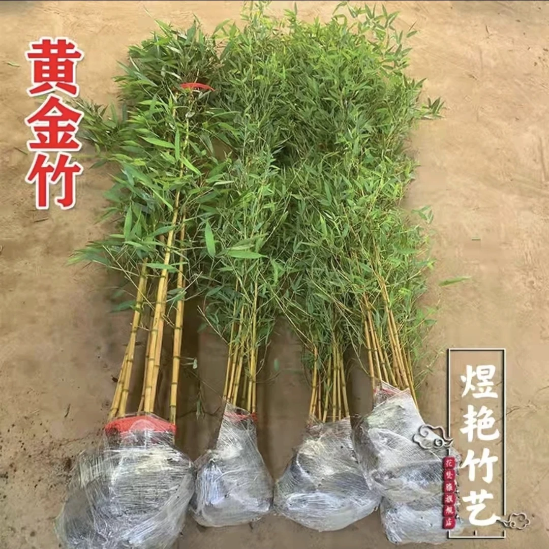 黄金竹庭院竹子黄金竹子苗名贵品种花园别墅绿化植物耐寒竹子