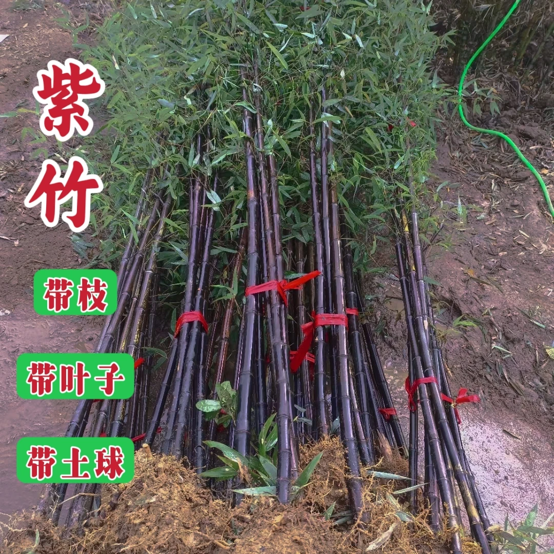 紫竹苗庭院植物北方耐寒抗冻四季常青盆栽户外盆栽地栽造景观赏